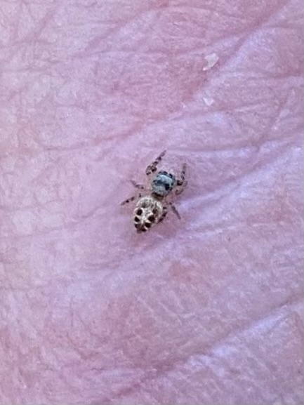 Coppered White-cheeked Jumping Spider from Sanborn Rd, Saratoga, CA, US