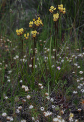 Diuris refracta