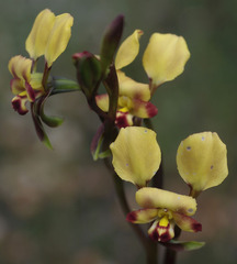 Diuris refracta
