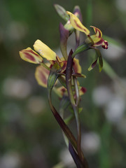 Diuris refracta