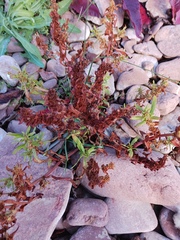 Rumex maritimus