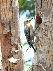 Melanerpes pygmaeus