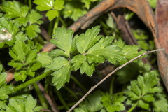 Ranunculus