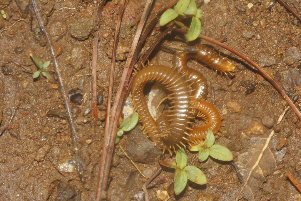 Chomatobius mexicanus