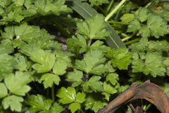 Ranunculus