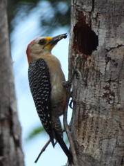 Melanerpes pygmaeus