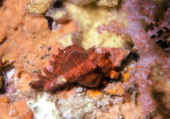 Chicoreus torrefactus
