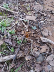 Sphictostethus gravesii