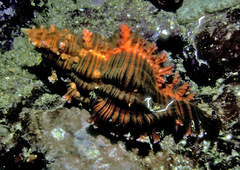 Chicoreus torrefactus