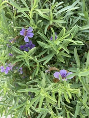 Dyschoriste linearis