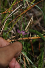 Sabatia campanulata