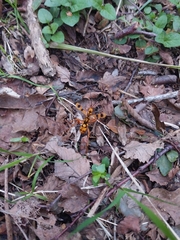 Sphictostethus gravesii