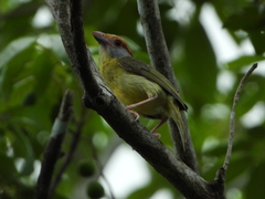 Cyclarhis gujanensis