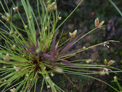 Isolepis congrua