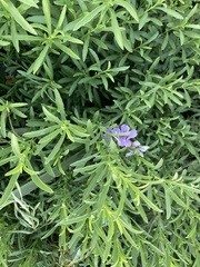 Dyschoriste linearis