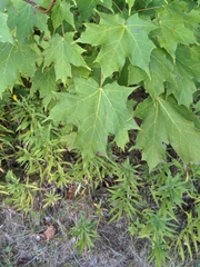Acer platanoides