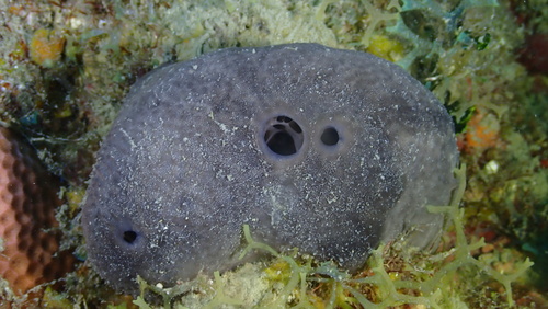 Spongia obscura