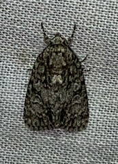 Acronicta retardata