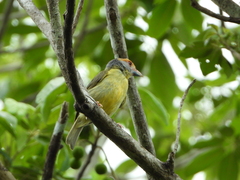 Cyclarhis gujanensis