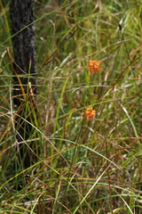 Asclepias lanceolata