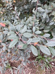 Cotoneaster glaucophyllus
