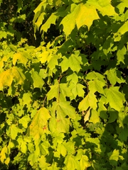 Acer nigrum