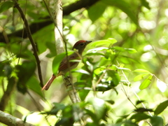 Piranga roseogularis