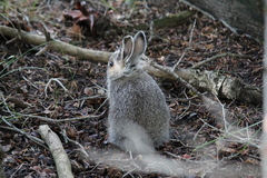 Sylvilagus nuttallii