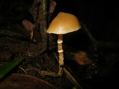 Psilocybe zapotecorum