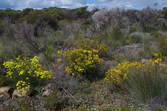 Glischrocaryon aureum