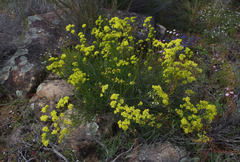 Glischrocaryon aureum