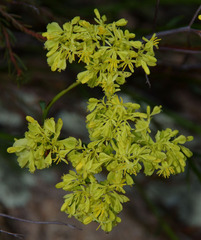 Glischrocaryon aureum