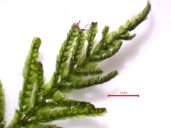 Dendrohypopterygium filiculiforme