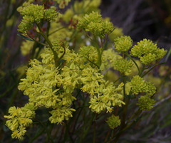 Glischrocaryon aureum