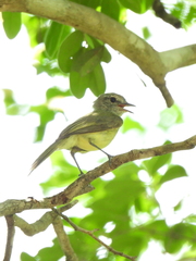 Myiopagis viridicata