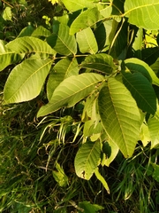 Juglans regia
