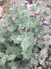Sphaeralcea obtusiloba