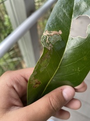 Phyllocnistis magnoliella