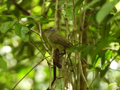 Myiopagis viridicata