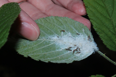 Phylloplecta tripunctata