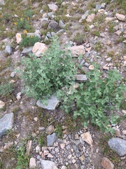 Sphaeralcea obtusiloba