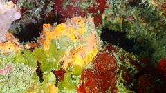 Hyattella cavernosa