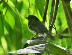 Rhynchocyclus olivaceus