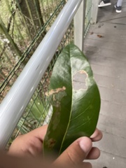 Phyllocnistis magnoliella