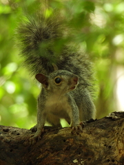 Sciurus yucatanensis