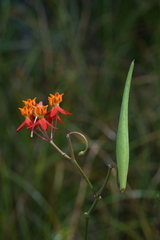 Asclepias lanceolata
