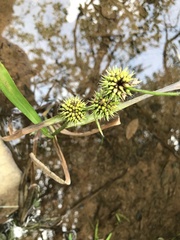 Sparganium americanum