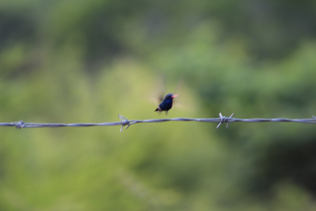 Turquoise-crowned Hummingbird from Ciudad Ixtepec, OAX, MX on August 22 ...