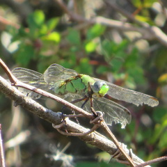 Erythemis vesiculosa