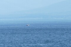 Orcinus orca